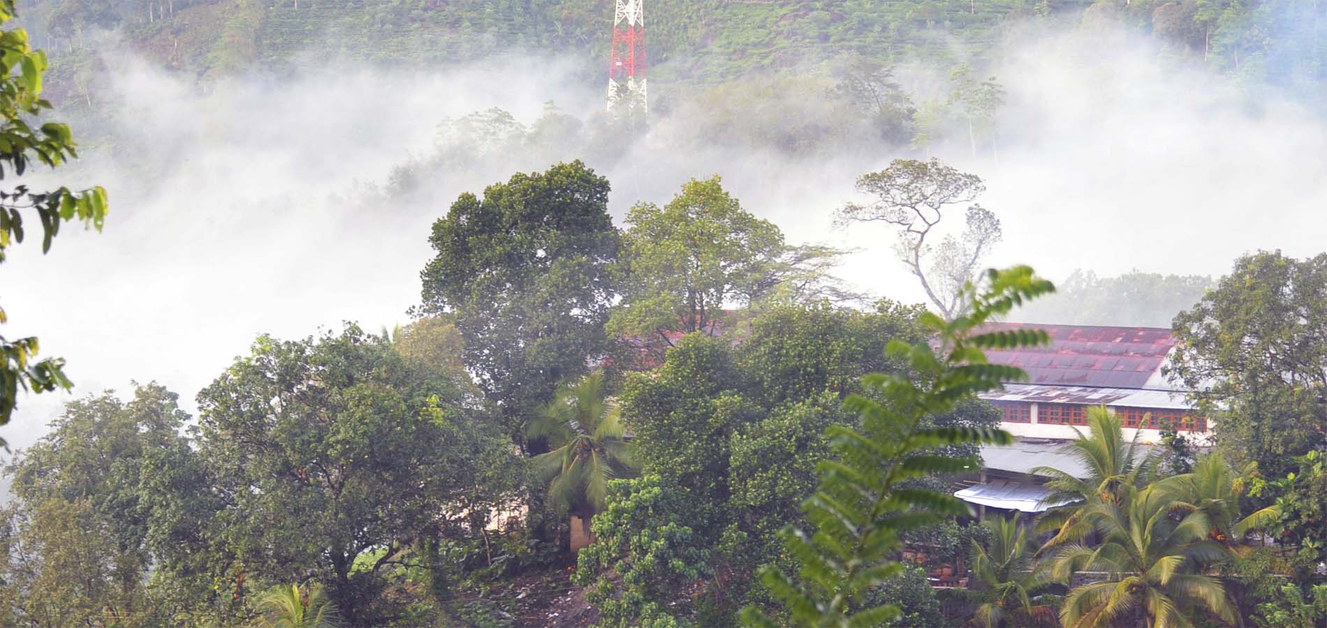 Sri Lanka Sinharaja