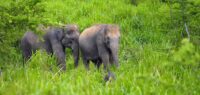 Rondreis Bouwsteen Sri Lanka apen en olifanten