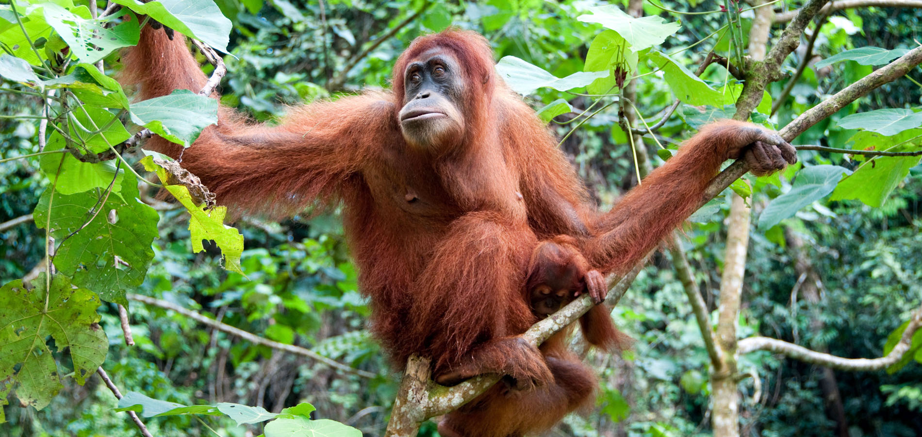 Home 1900x900 Original Asia Rondreis Kalimantan vakantie, Indonesie Borneo Mahakam Tanjung puting orang oetan jong aap Camp Leaky