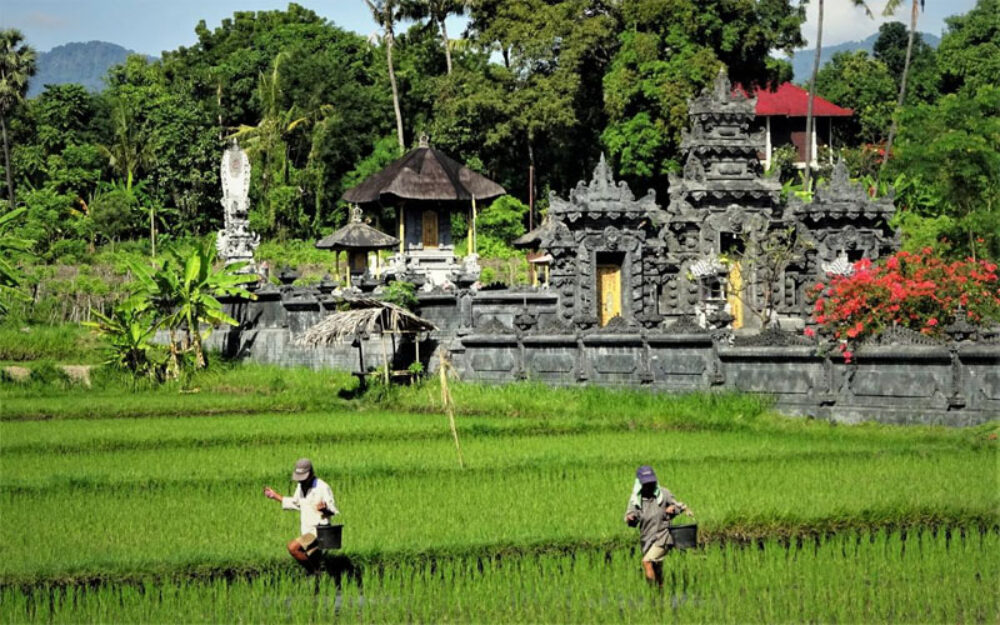 Mayo Resort Lovina Seririt Original Asia Rondreis Bali Vakantie kamer