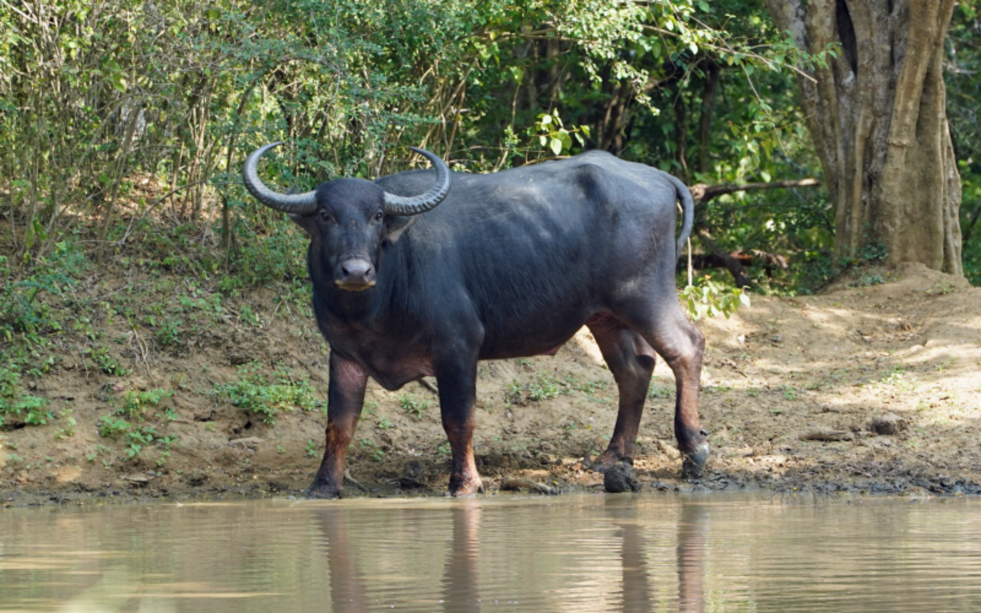 Galerij 800x500 Sri Lanka Original Asia Wilpattu Yala Bundala Wasgamu Udawalawe natuur waterbuffel