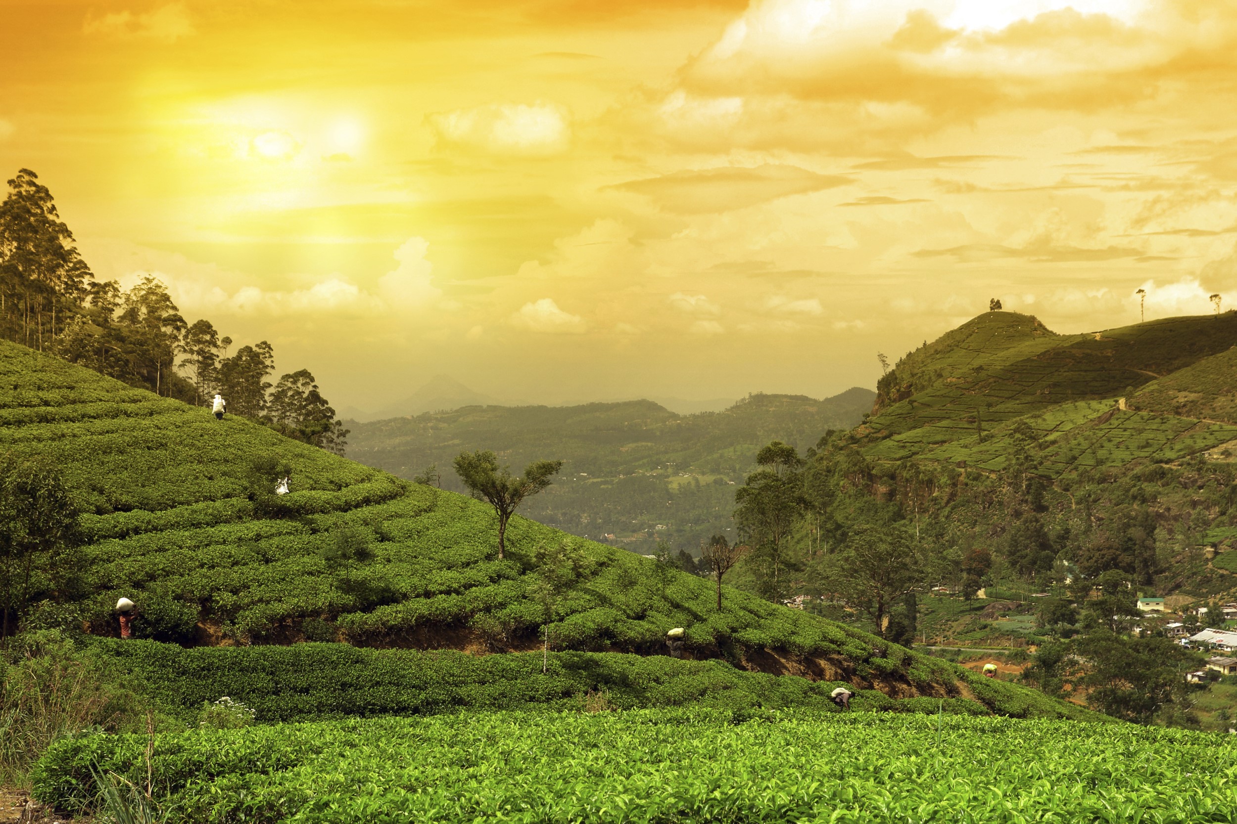 Home Istock Sri Lanka Nuwara Eliya Ella kandy theevelden bergen mooi sunset zonsondergang