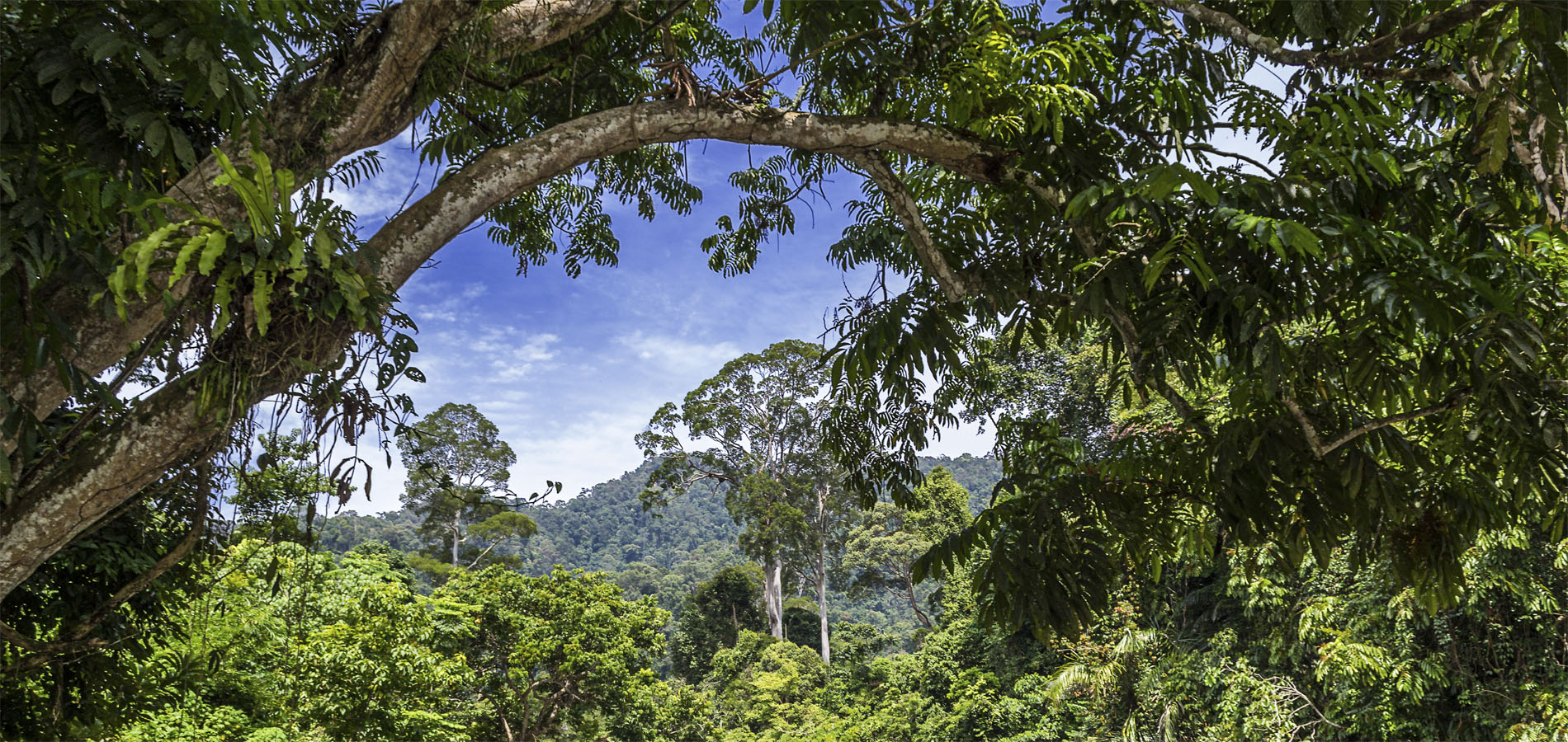 Home 1900x900 Indonesie Sumatra national park mooi ketambe bukit lawang jungle oerwoud gunung leuser kerinci doorkijk ketambe