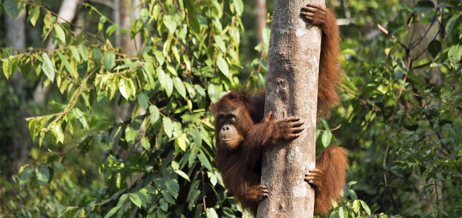 Home 1900x900 Indonesie Sumatra Istock Tangkahan orangoetan gunung leuser bukit lawang ketambe