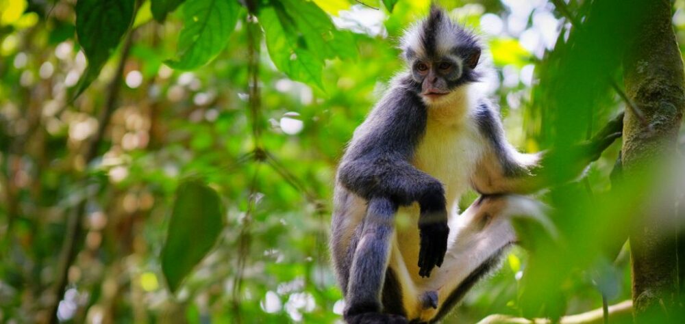 Home-1900x900-Indonesie-Vakantie-Sumatra-Rondreis-Istock-Thomas-Leaf-Monkey-aap-jungle-oerwoud-gunung-leuser-1024x485