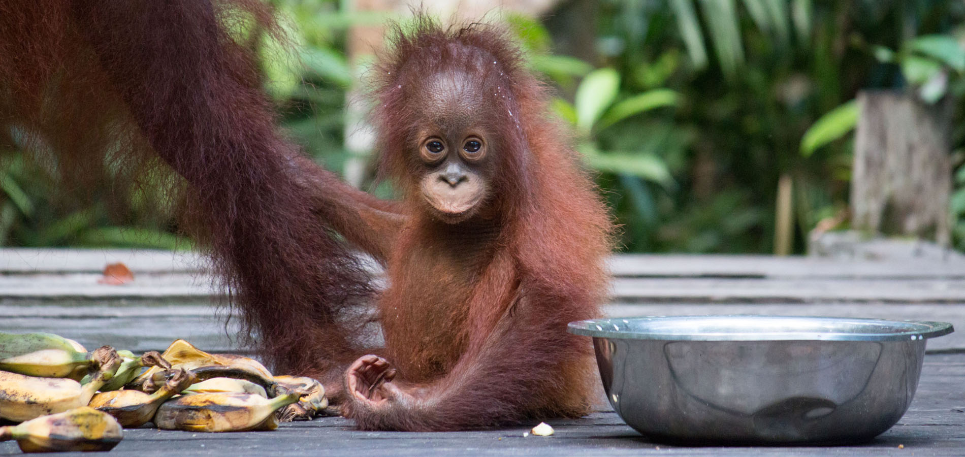 Home 1900x900 Indonesie Original Asia Kalimantan rondreis orang-oetan baby jungle regenwoud