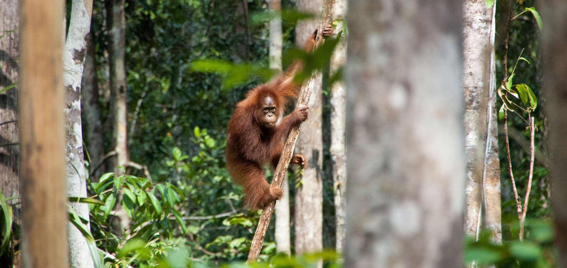 Home 1900x900 Indonesie Sumatra orang oetan bukit lawang