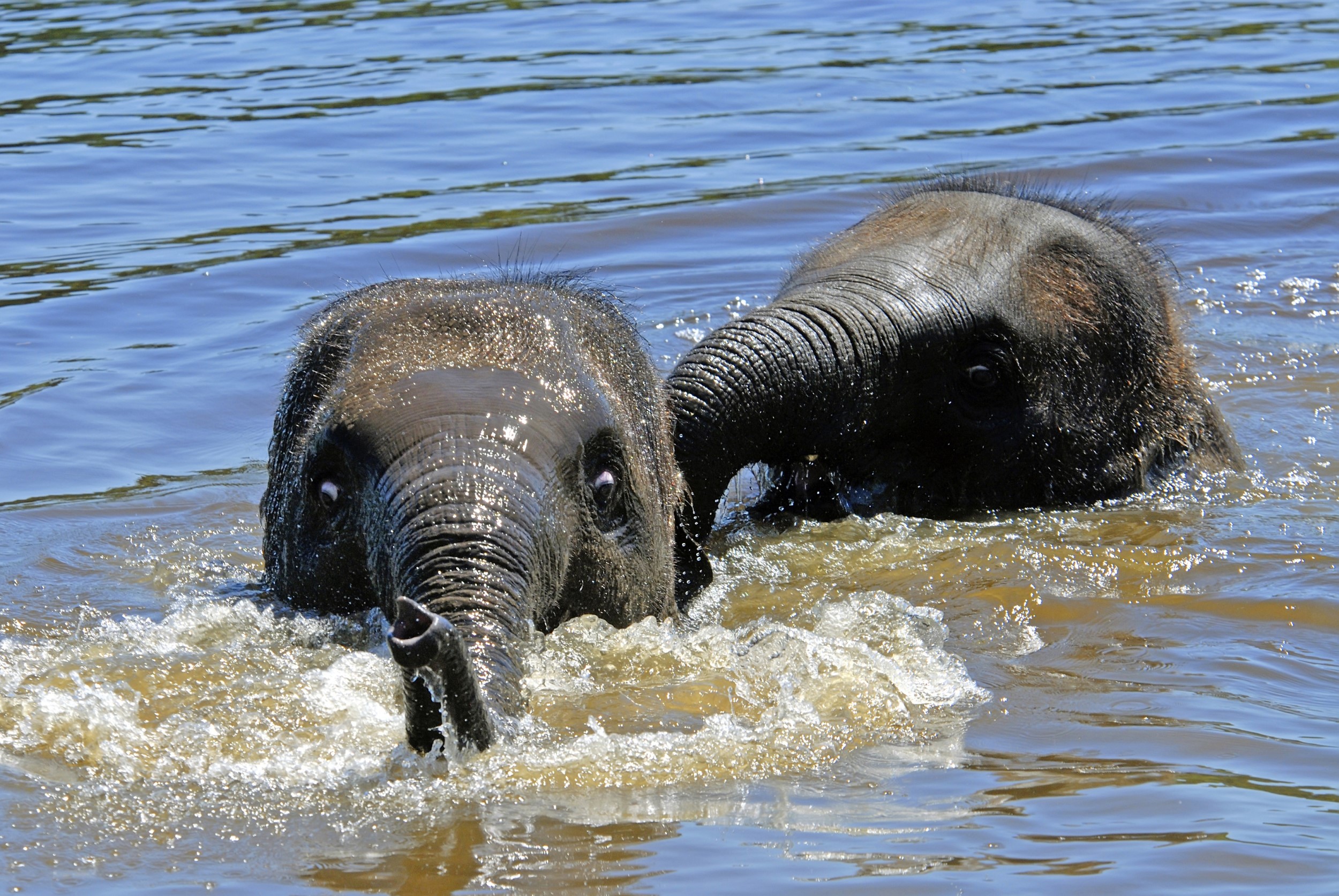 Home Sri Lanka Istock rondreis vakantie original Asia olifant gal oya zwemmende
