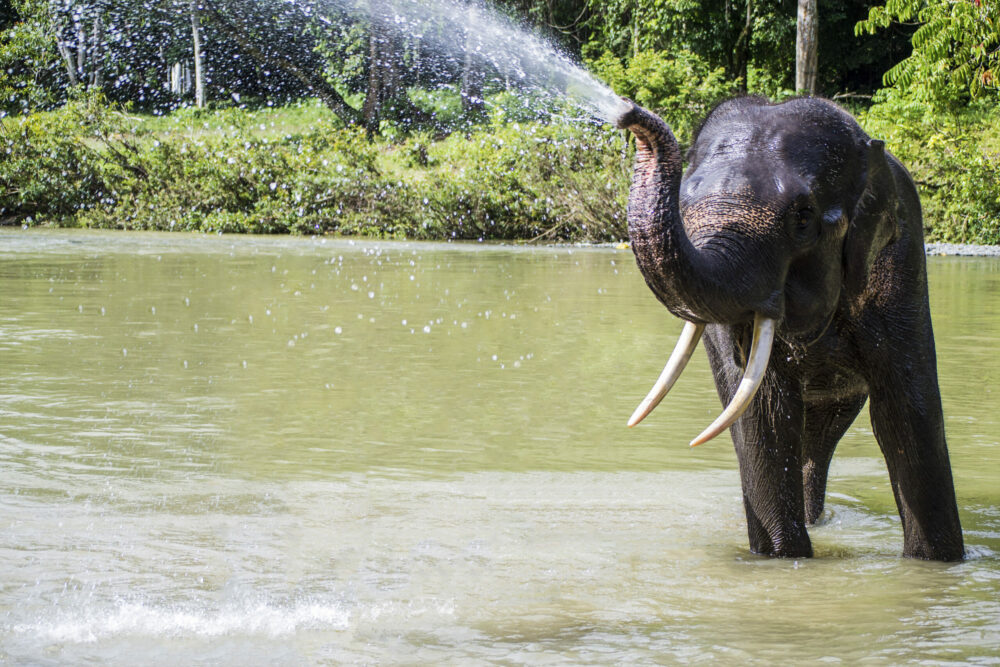 Indonesie Sumatra Original Asia Istock olifant tangkahan