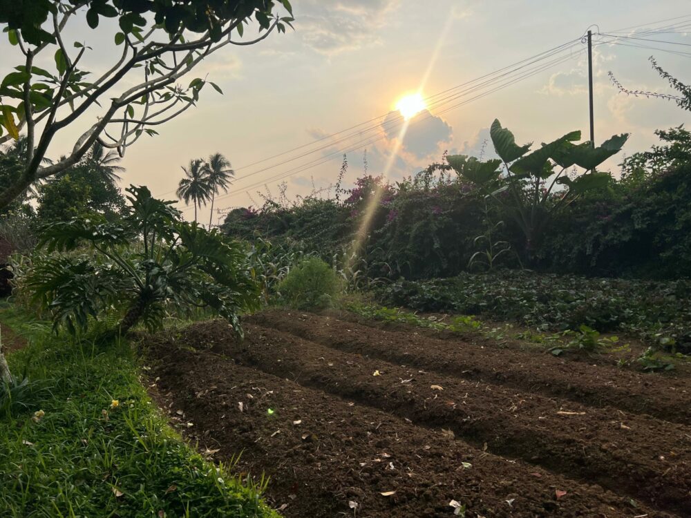 Kampoeng Padi Rondreis Indonesie Java Vakantie Tuin 3