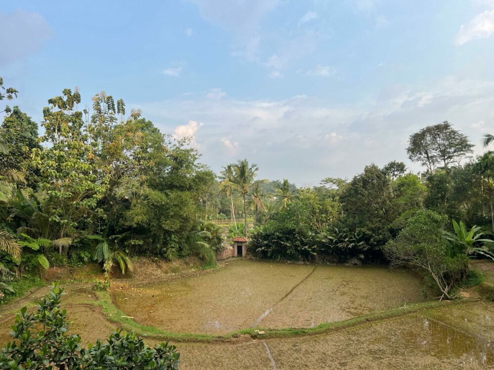 Kampoeng Padi Rondreis Indonesie Java Vakantie Tuin 4