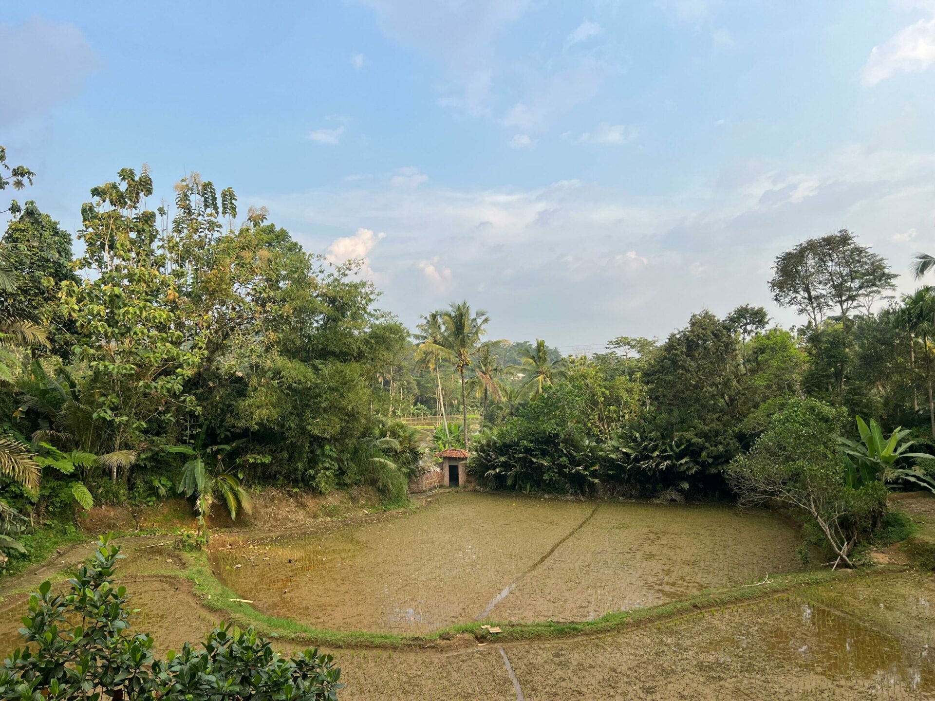 Kampoeng Padi Rondreis Indonesie Java Vakantie Tuin 4