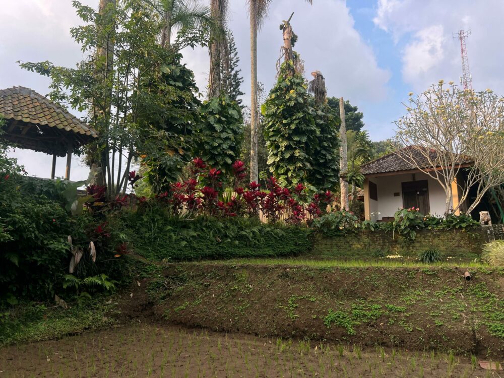 Kampoeng Padi Rondreis Indonesie Java Vakantie Tuin