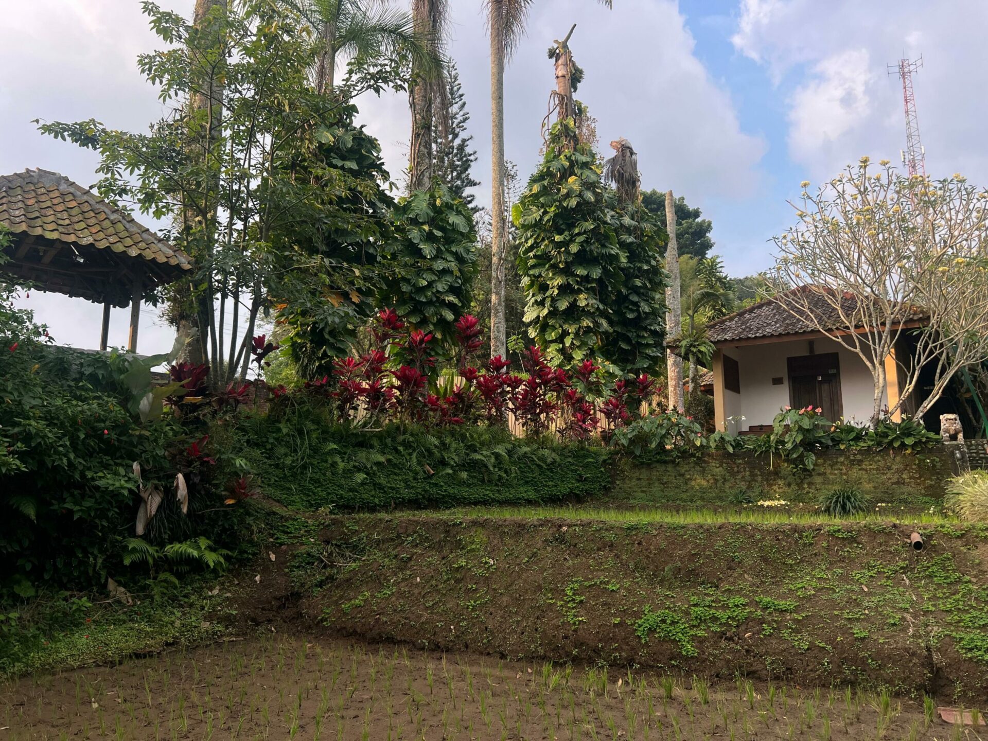 Kampoeng Padi Rondreis Indonesie Java Vakantie Tuin