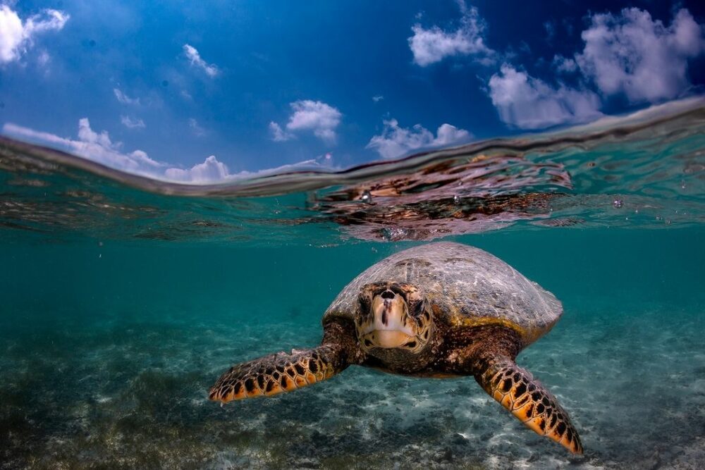 Komandoo Island Resort malediven original asia rondreizen sri lanka malediven vakantie schildpad