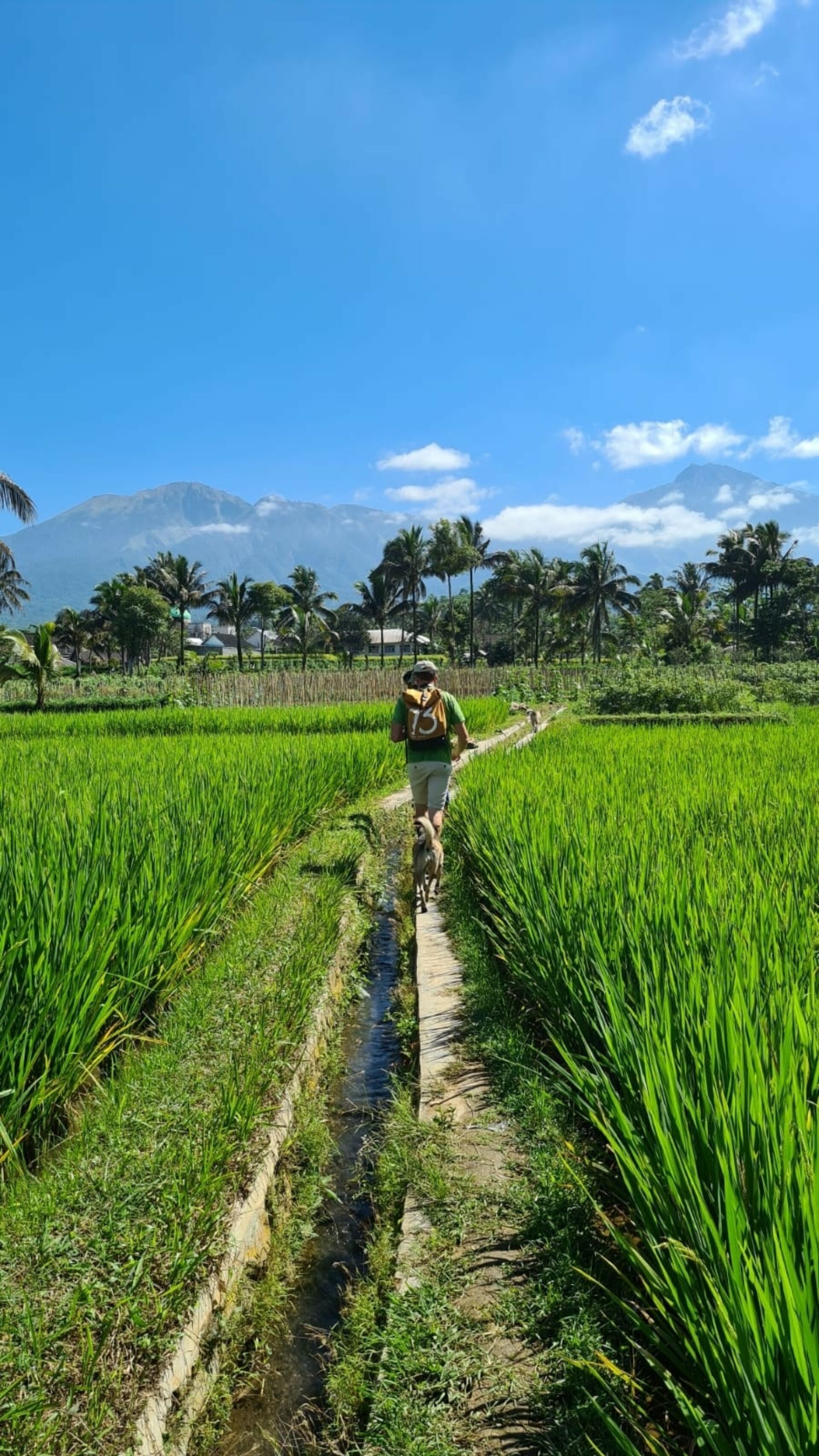 Les Rizieres Lombok Hotel Tetebatu Original Asia Rondreis Bali Lombok Indonesie