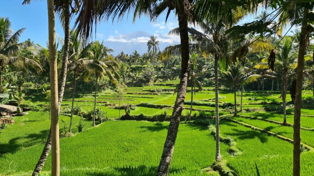 Les Rizieres Lombok Hotel Tetebatu Original Asia Rondreis Bali Lombok Indonesie