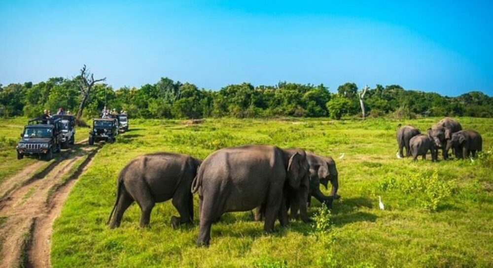 Elephas SigiriyaSri Lanka original asia rondreis sri lanka malediven olifant