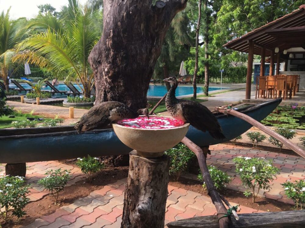 Anantamaa Hotel Sri Lanka trincomalee original asia rondreis sri lanka malediven vogel