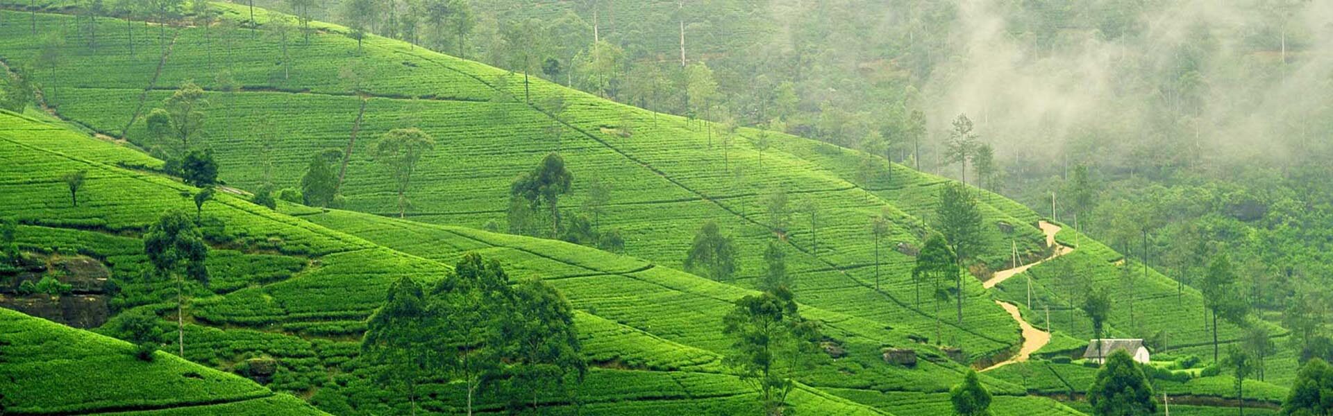 Araliya Green Hills Sri Lanka Nuwara Eliya original asia rondreis sri lanka malediven groen