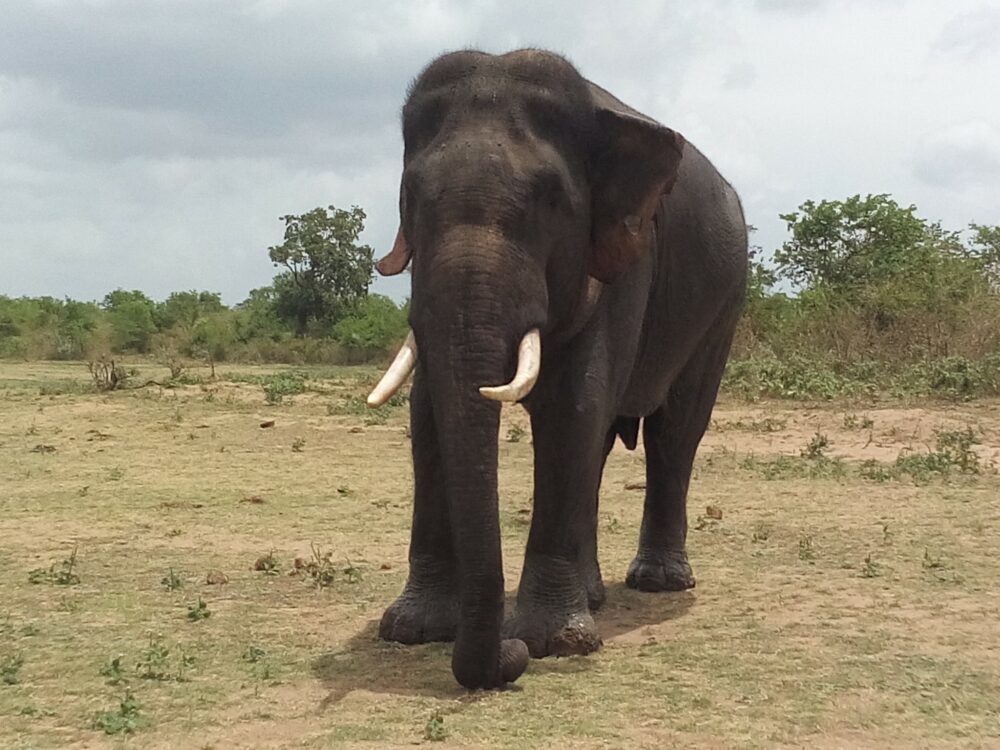 Athgira River Camp Udawalawe Sri Lanka original asia rondreis sri lanka malediven olifant