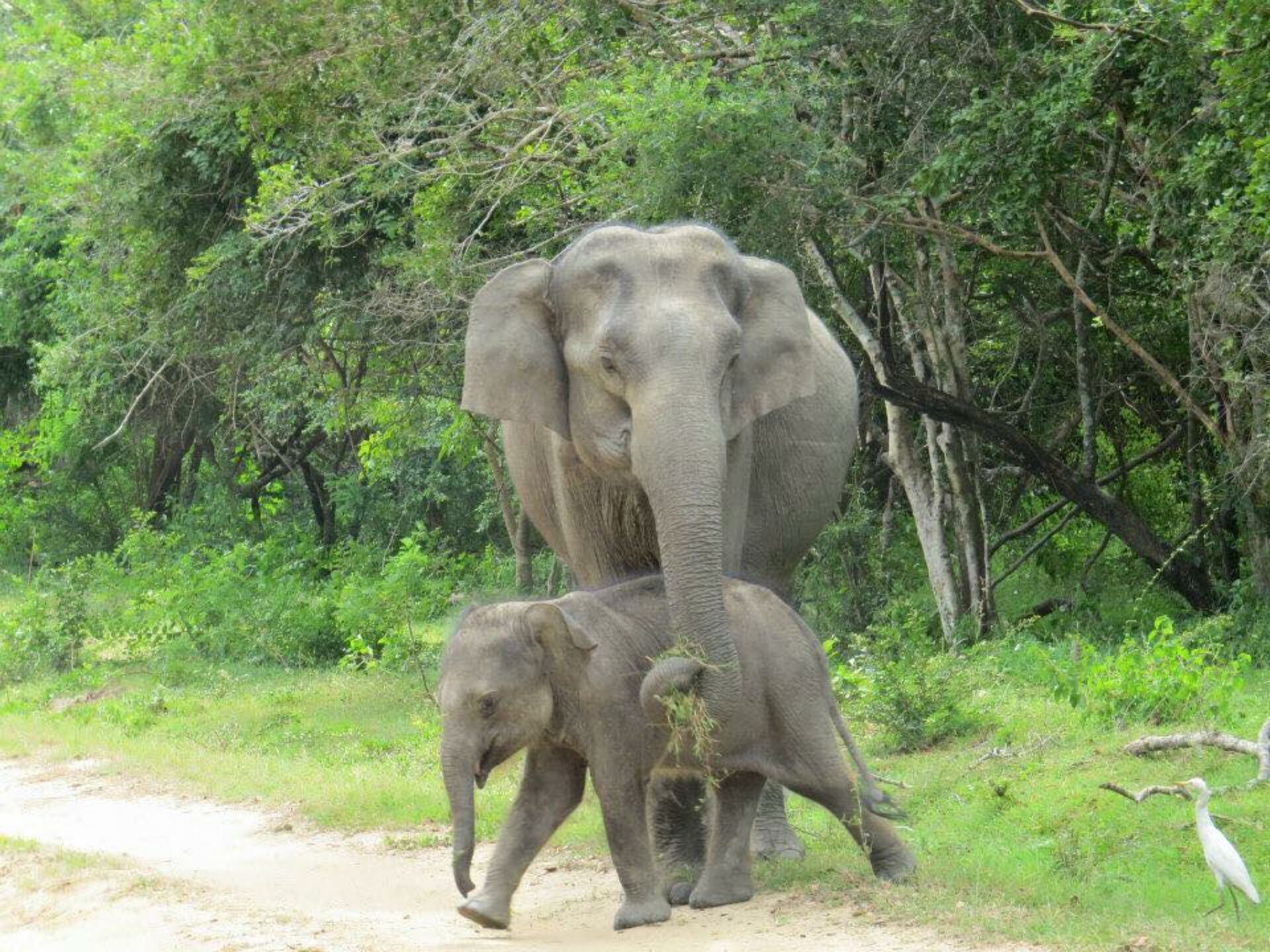 Blue Wave Hotel Sri Lanka Arugambay original asia rondreis sri lanka malediven olifant