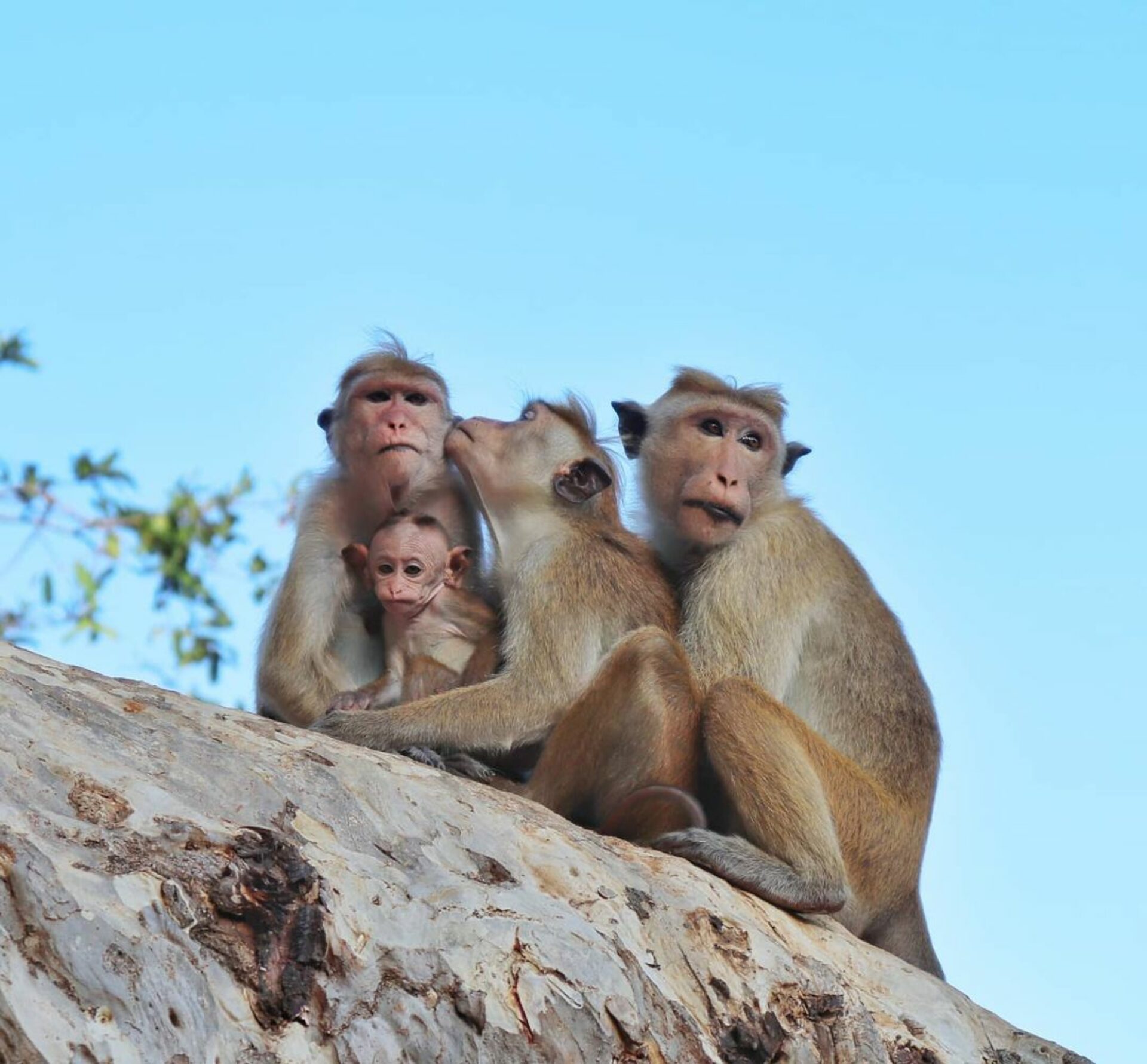 Cinnamon Wild Resort Sri Lanka Tissamaharama original asia rondreis sri lanka malediven aap