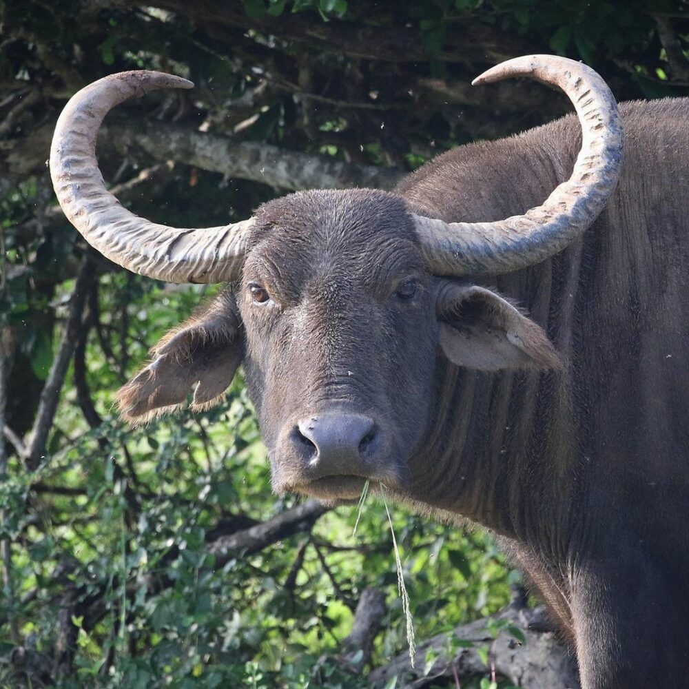 Cinnamon Wild Resort Sri Lanka Tissamaharama original asia rondreis sri lanka malediven buffel