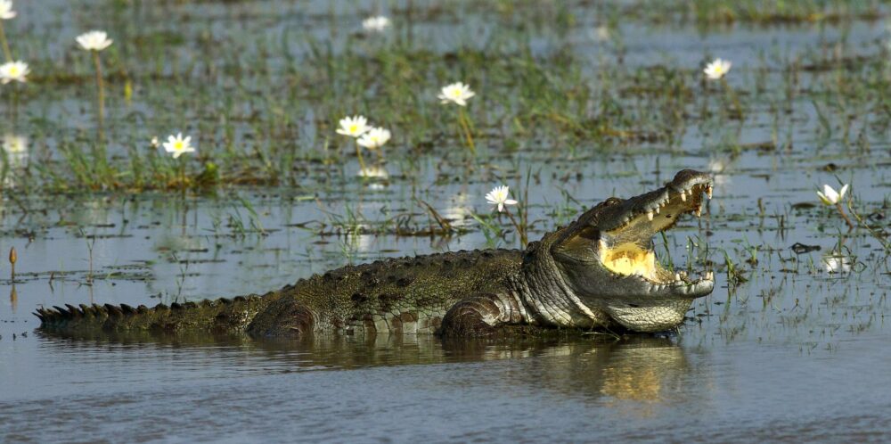 Cinnamon Wild Resort Sri Lanka Tissamaharama original asia rondreis sri lanka malediven krokodil