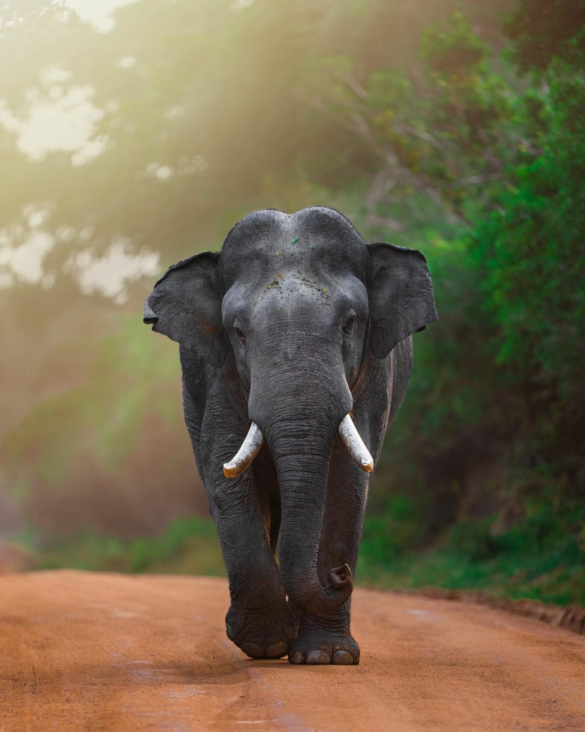 Cinnamon Wild Resort Sri Lanka Tissamaharama original asia rondreis sri lanka malediven olifant1