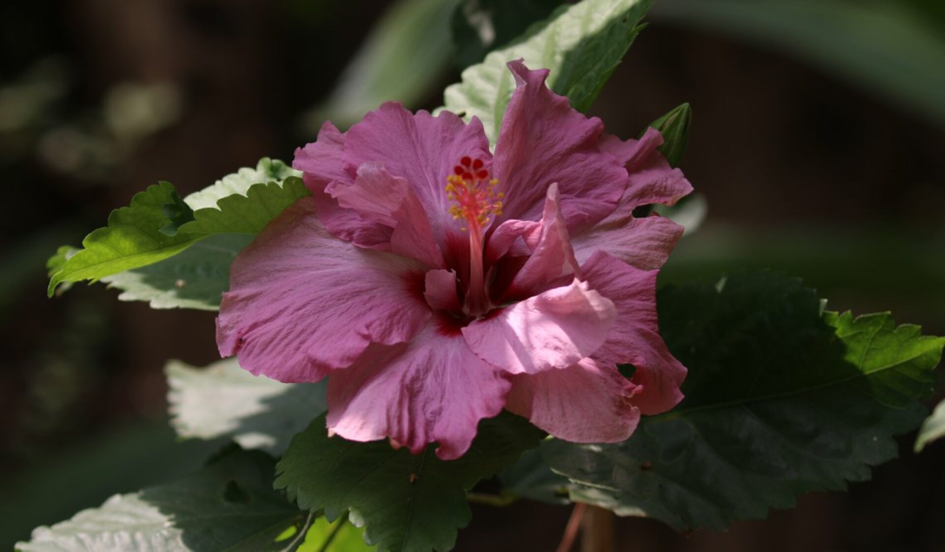 Hibiscus Garden Resort Sri Lanka Tissamaharama original asia rondreis sri lanka malediven bloem