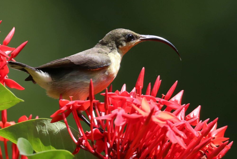 Hibiscus Garden Resort Sri Lanka Tissamaharama original asia rondreis sri lanka malediven vogel