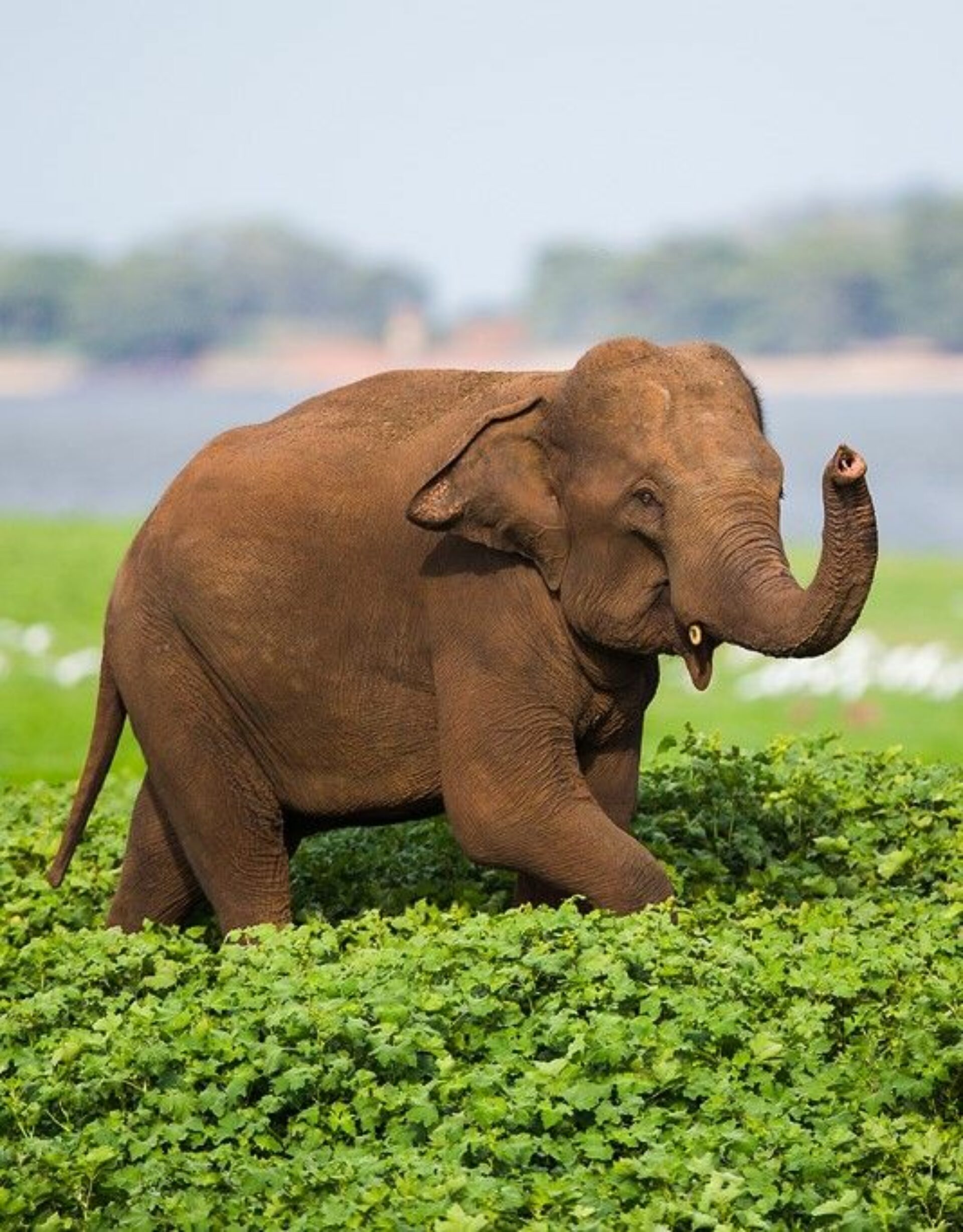 Hotel Sigiriya Sri Lanka original asia rondreis sri lanka malediven olifantje