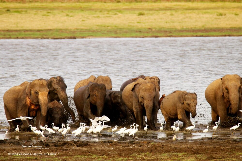 Jetwing Vil Uyana Resort Sri Lanka original asia rondreis sri lanka malediven olifantjes