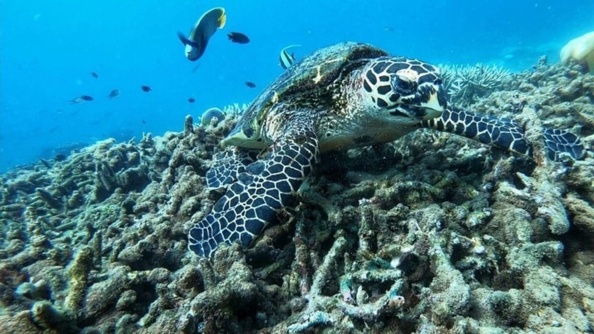 Jungle Beach Resort Sri Lanka trincomalee original asia rondreis sri lanka malediven schildpad