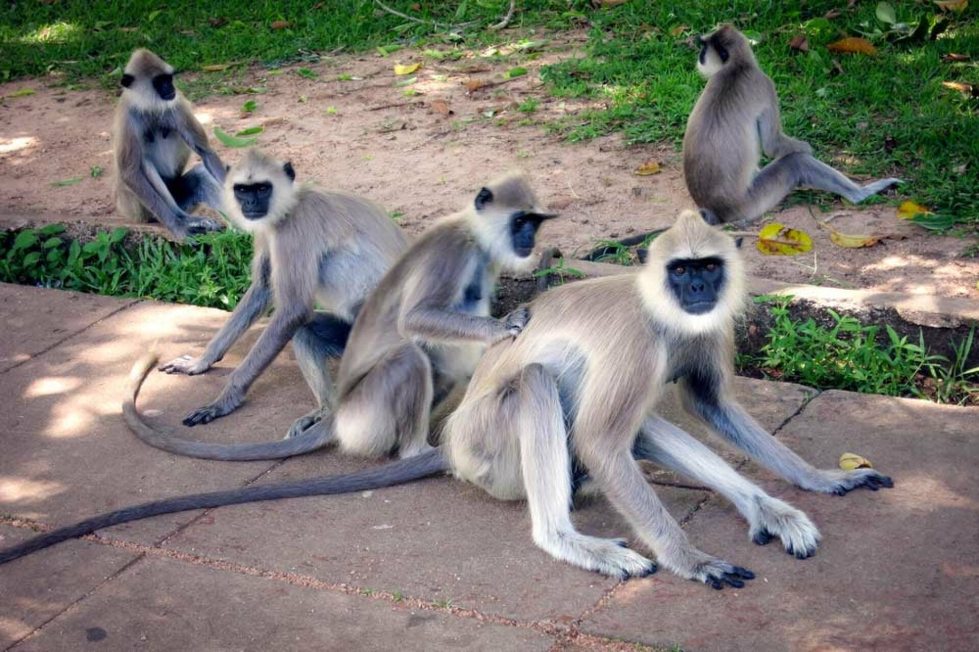 Oak Ray Wild Yala Sri Lanka Tissamaharama original asia rondreis sri lanka malediven aap
