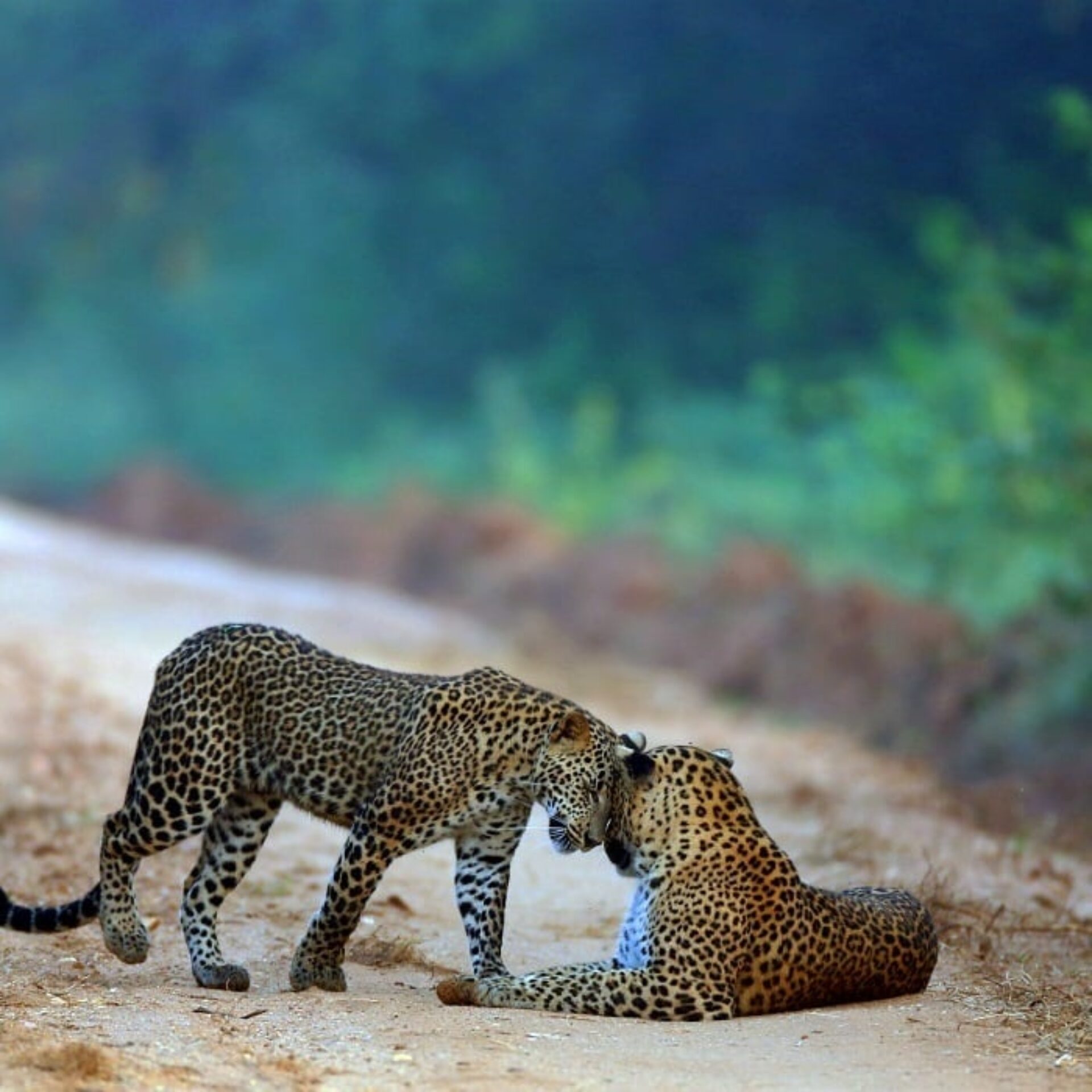Oak Ray Wild Yala Sri Lanka Tissamaharama original asia rondreis sri lanka malediven jaguar1