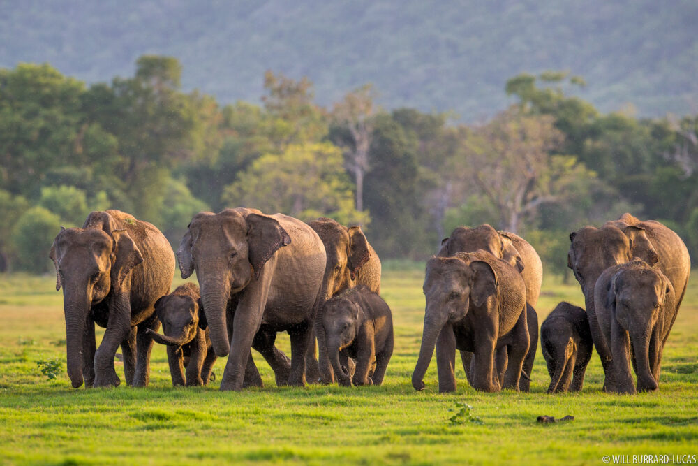 Oak Ray Wild Yala Sri Lanka Tissamaharama original asia rondreis sri lanka malediven olifanten