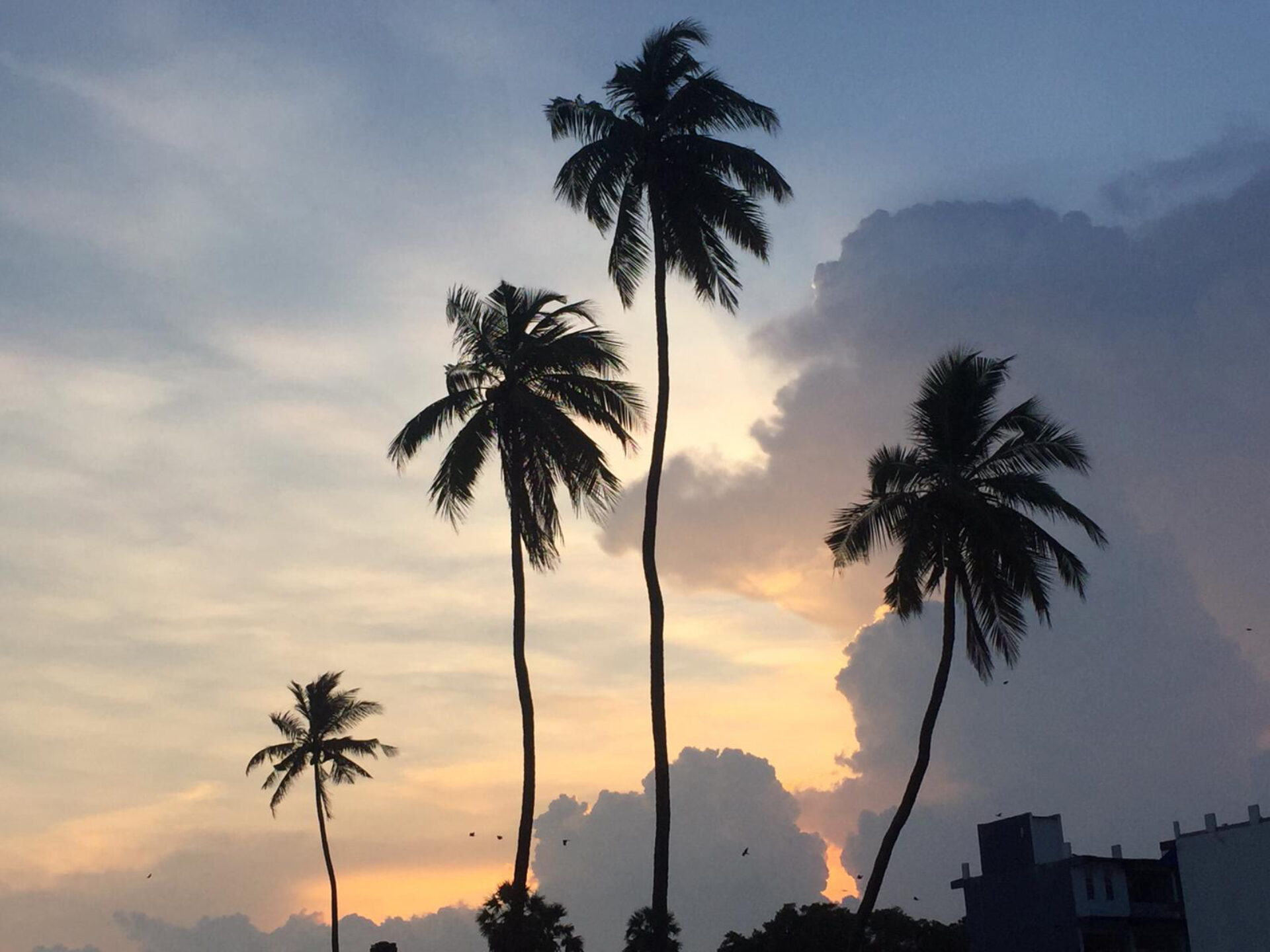Skandig Beach Resort Sri Lanka trincomalee original asia rondreis sri lanka malediven palm