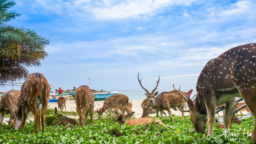 Trinco Blu Resort Sri Lanka trincomalee original asia rondreis sri lanka malediven hert