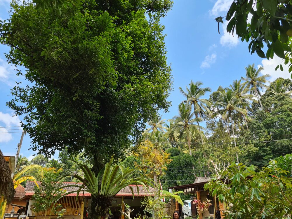 D'Karang Village Homestay Bali Rondreis Vakantie Original Asia