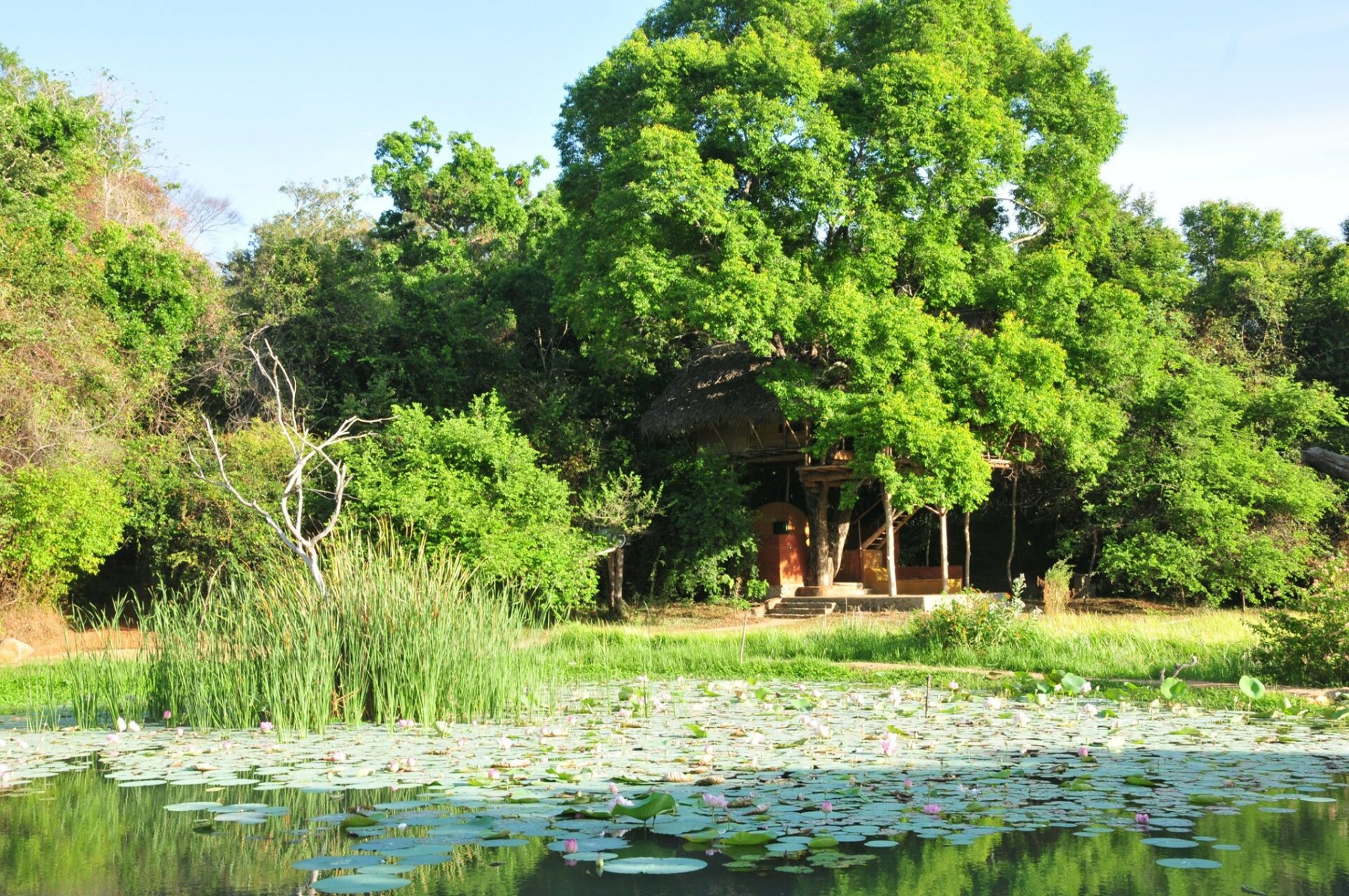 Back of Beyond Wild Haven Dehigaha Ela Hotel Culturele Driehoek Rondreis Sri Lanka Vakantie Treehouses Original Asia