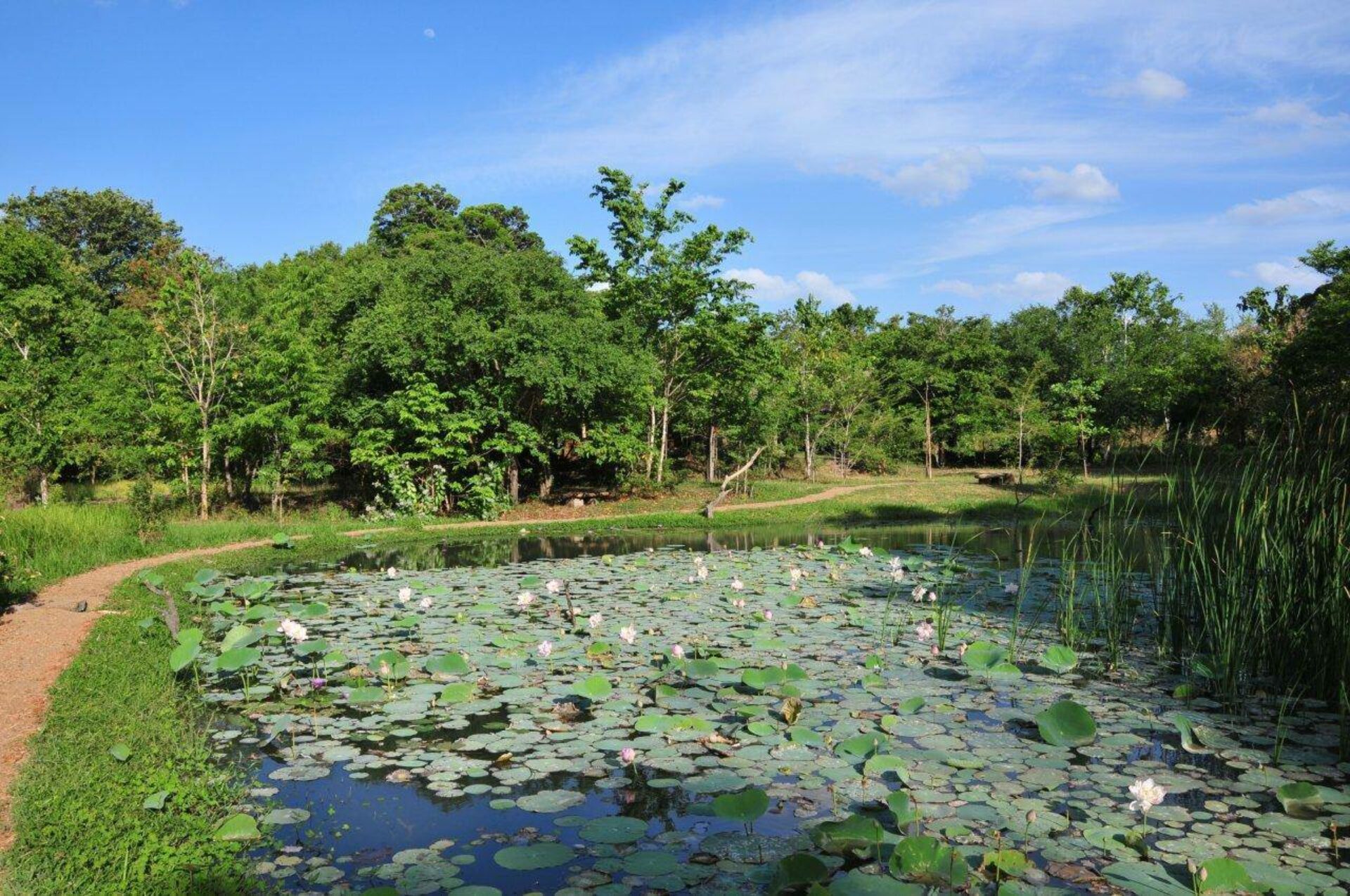 Back of Beyond Wild Haven Dehigaha Ela Hotel Culturele Driehoek Rondreis Sri Lanka Vakantie Treehouses Original Asia