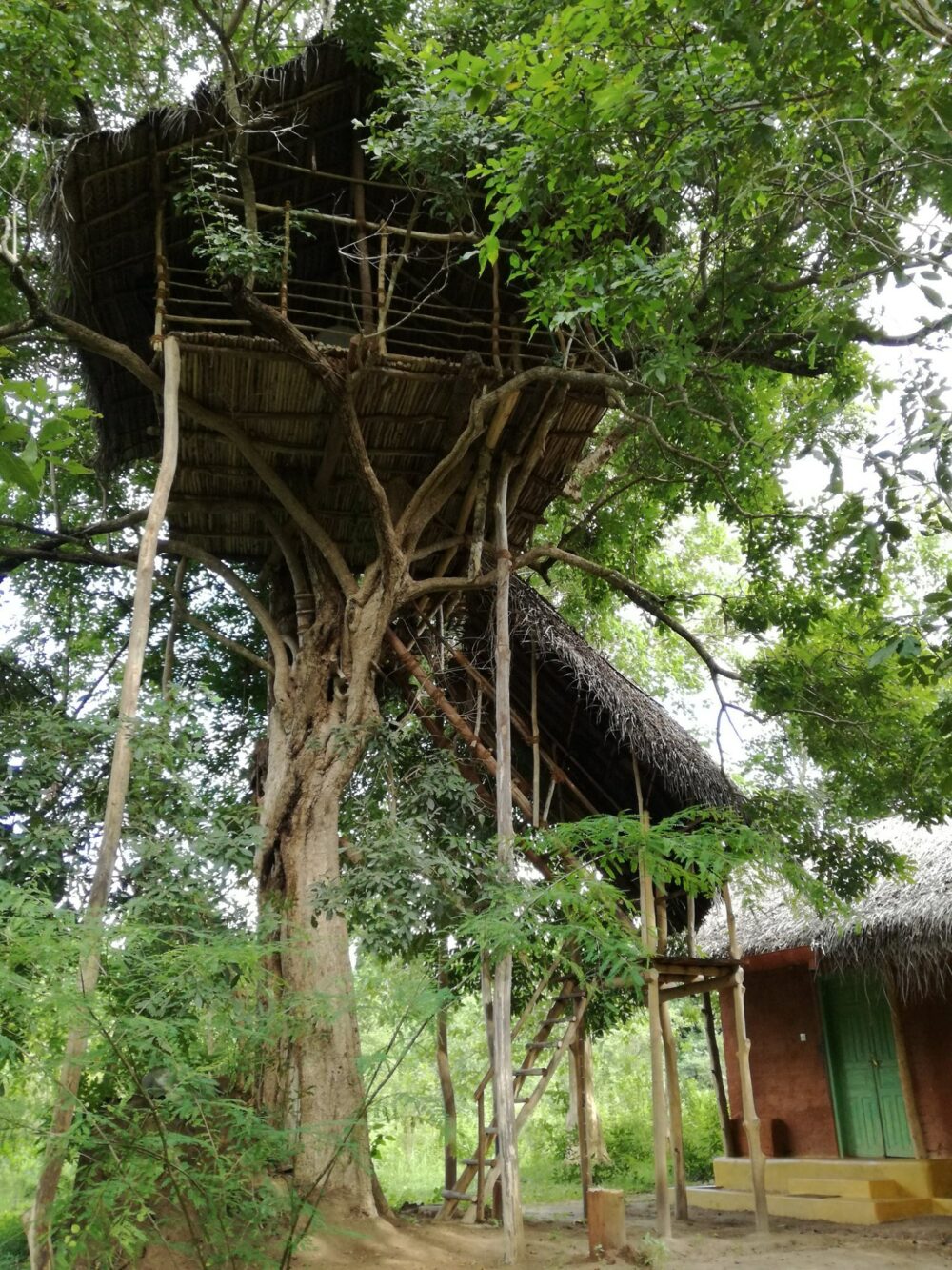 Back of Beyond Wild Haven Dehigaha Ela Hotel Culturele Driehoek Rondreis Sri Lanka Vakantie Treehouses Original Asia