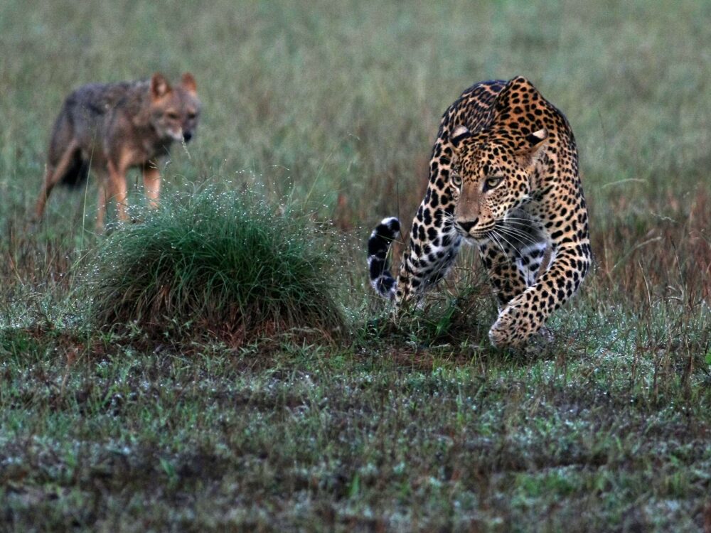 Leopard Trails Wilpattu Rondreis Sri Lanka Vakantie Original Asia