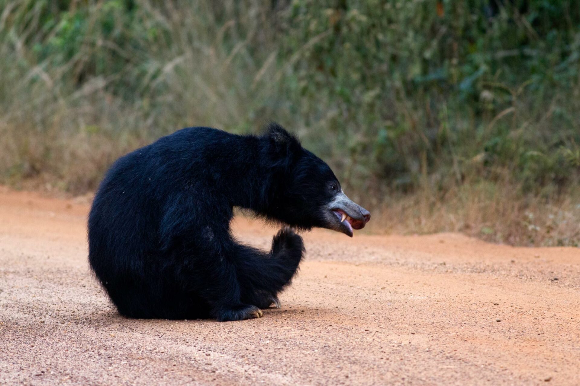 Leopard Trails Wilpattu Rondreis Sri Lanka Vakantie Original Asia