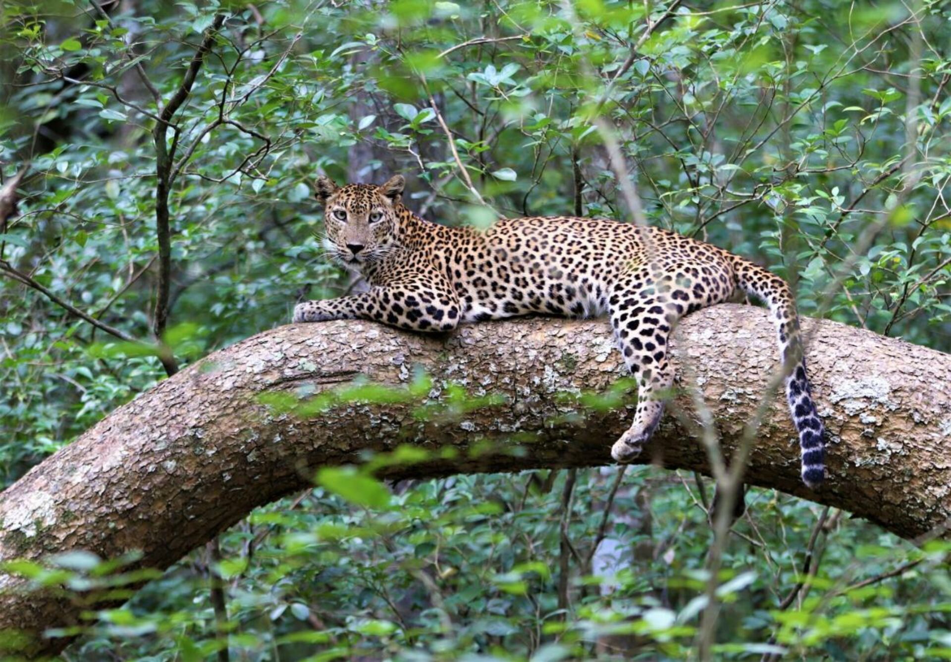 Nirvaan Safari Lodge Wilpattu National Park Hotel Rondreis Sri Lanka Vakantie Original Asia