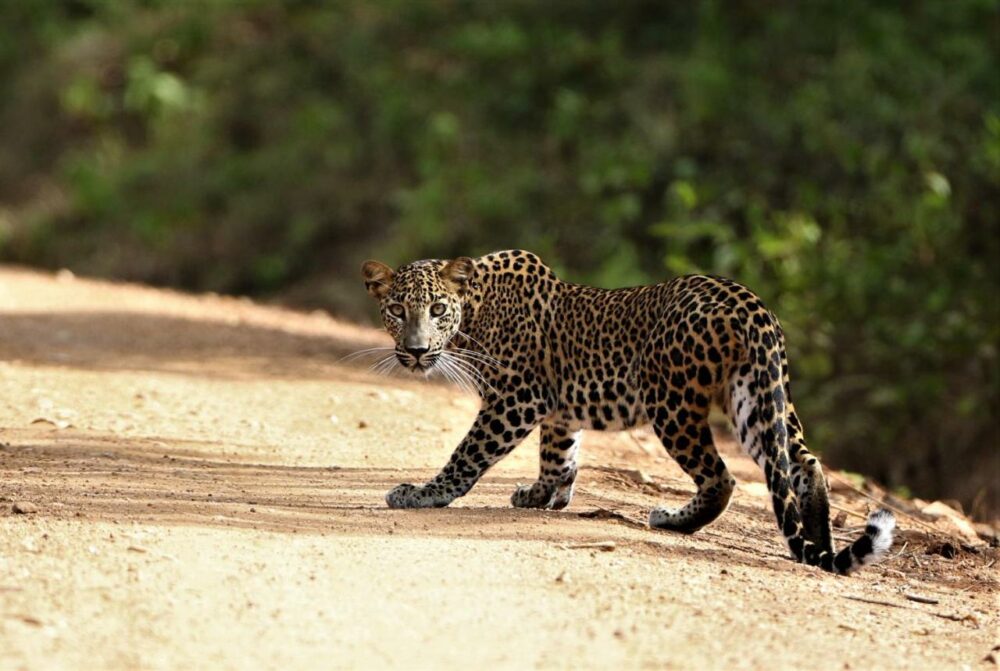 Nirvaan Safari Lodge Wilpattu National Park Hotel Rondreis Sri Lanka Vakantie Original Asia