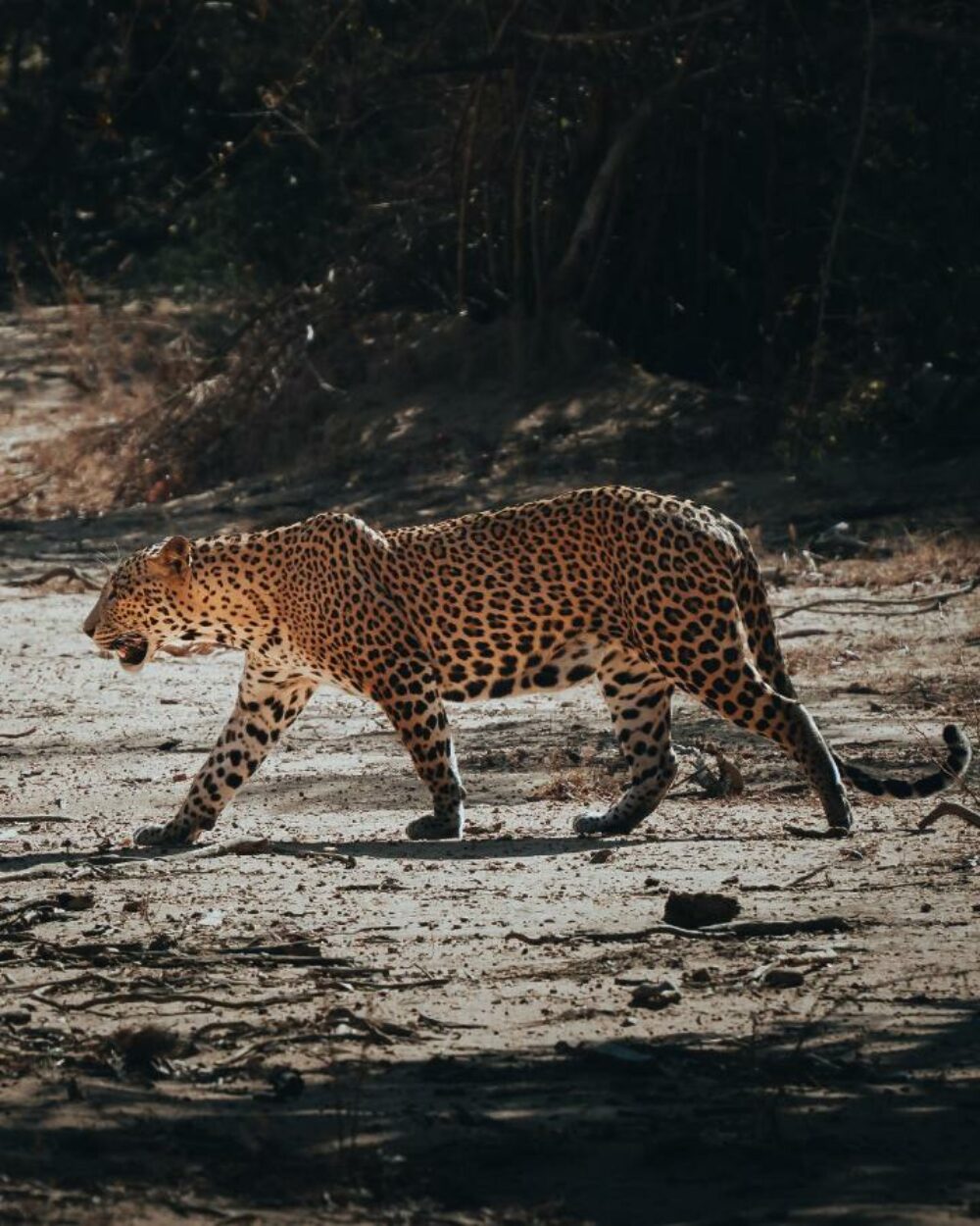 Wild Trails Yala by Suri Tissamaharama Rondreis Sri Lanka Vakantie Original Asia