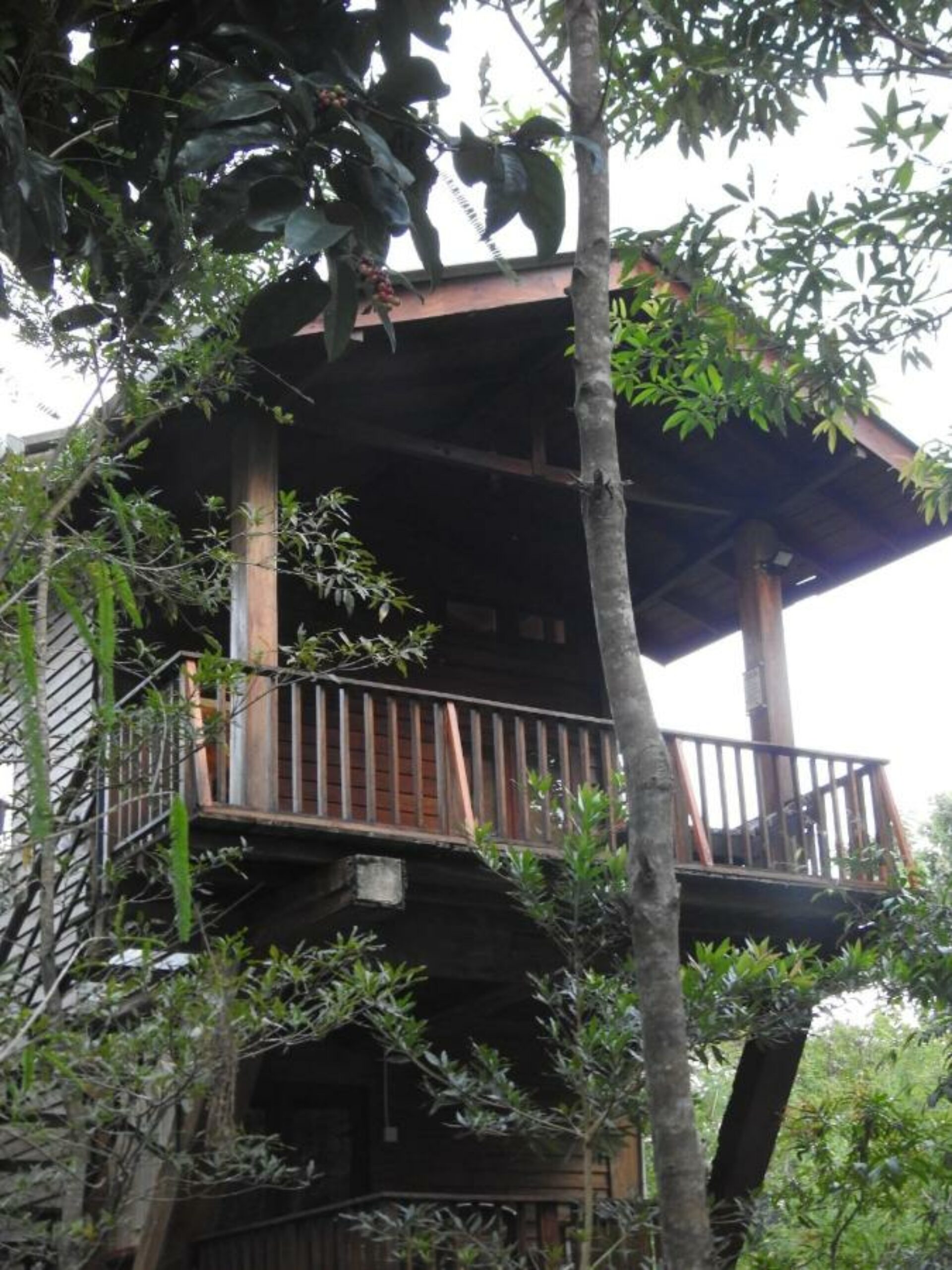 Wilpattu Tree House Lodge Hotel Rondreis Sri Lanka Vakantie Original Asia